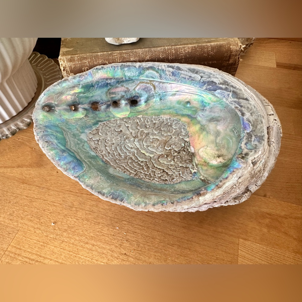 Large Abalone Shell Dish - Picture 10 of 15